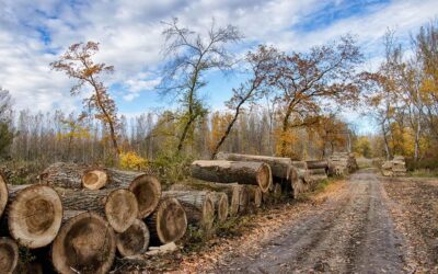 EUDR hatóság kijelölése
